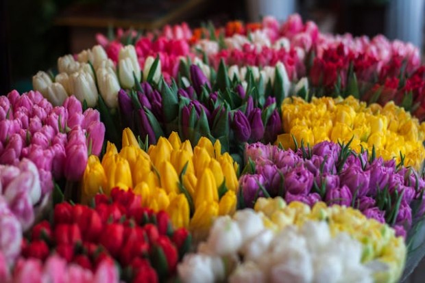 Colored-Tulips