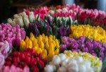 Colored-Tulips